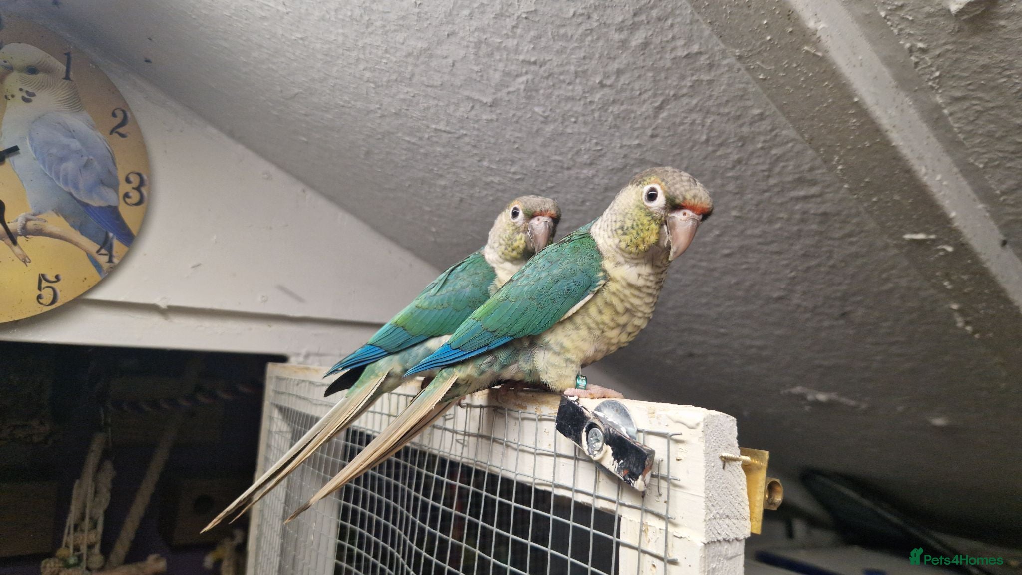 Conures birds Greencheek conures available  - Advert 2