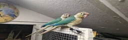Conures birds for sale: Greencheek conures available  - Advert 2