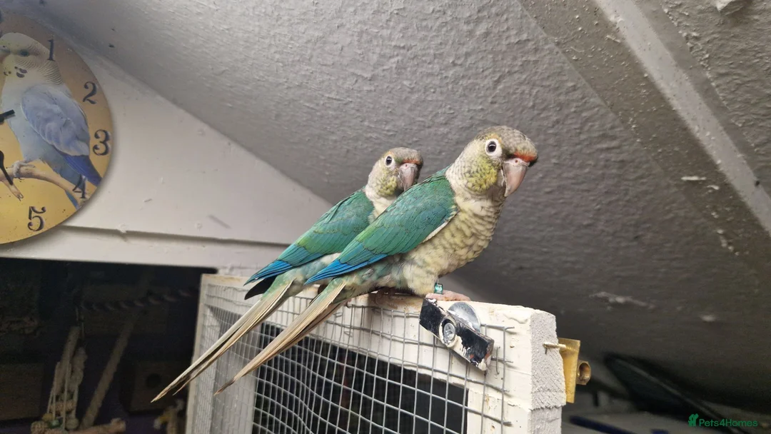 Conures birds for sale: Greencheek conures available  - Advert 2