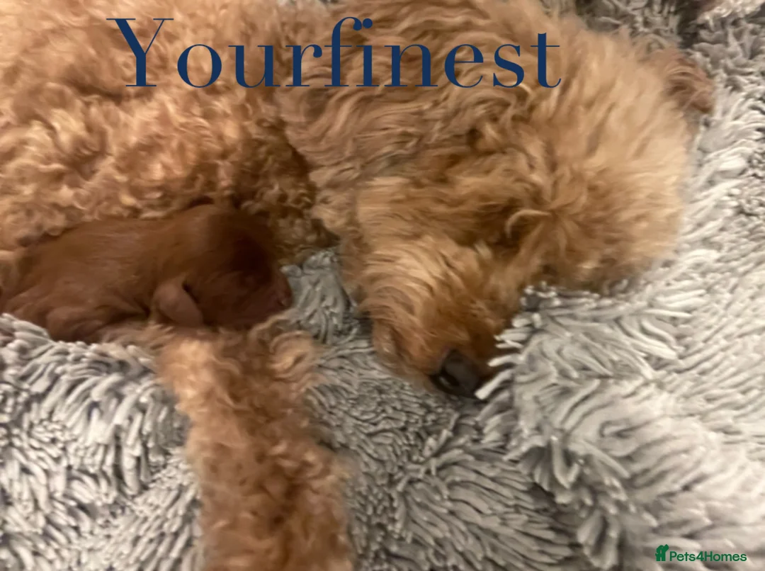 Cavapoo dogs for sale: Perfect F1 Cavapoos ⭐️🩵⭐️🩵⭐️🩵⭐️ in West Malling - Advert 2