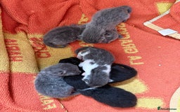Russian Blue cats for sale: Beautiful Russian blue cross kittens - Image 3