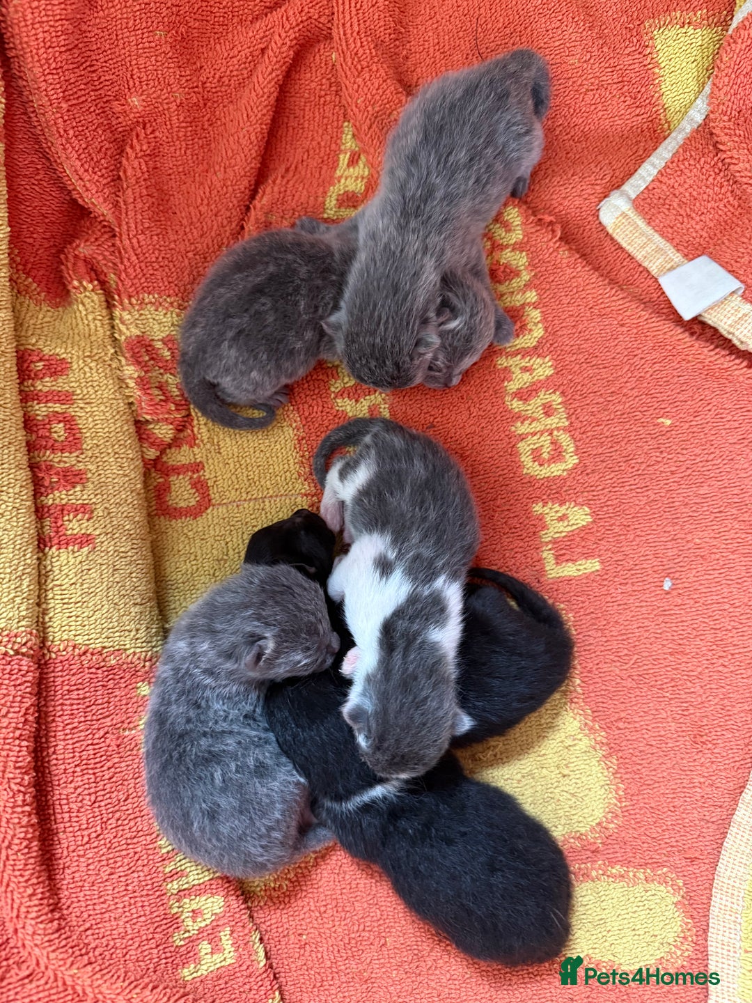 Russian Blue cats for sale: Beautiful Russian blue cross kittens - Image 3
