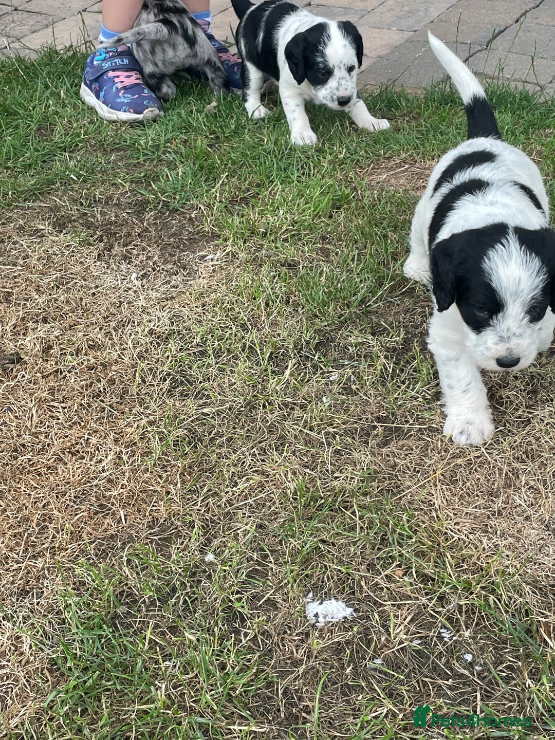 Mixed Breed dogs for sale: Rare Dalmadoodle puppies 🐶 🩷  - Image 19
