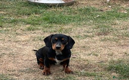 Mixed Breed dogs for sale: Beautiful female daxalier puppy.ready now. - Image 3