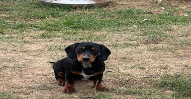 Mixed Breed dogs - Advert 8