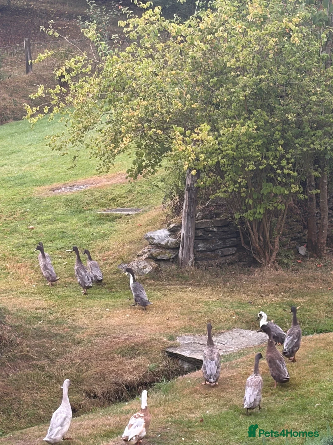 Ducks poultry for sale: Runner ducks in Corwen - Advert 2