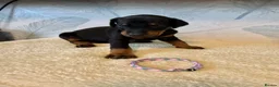 Dobermann dogs for sale: Exceptional KC Dobermann Puppies - Advert 6