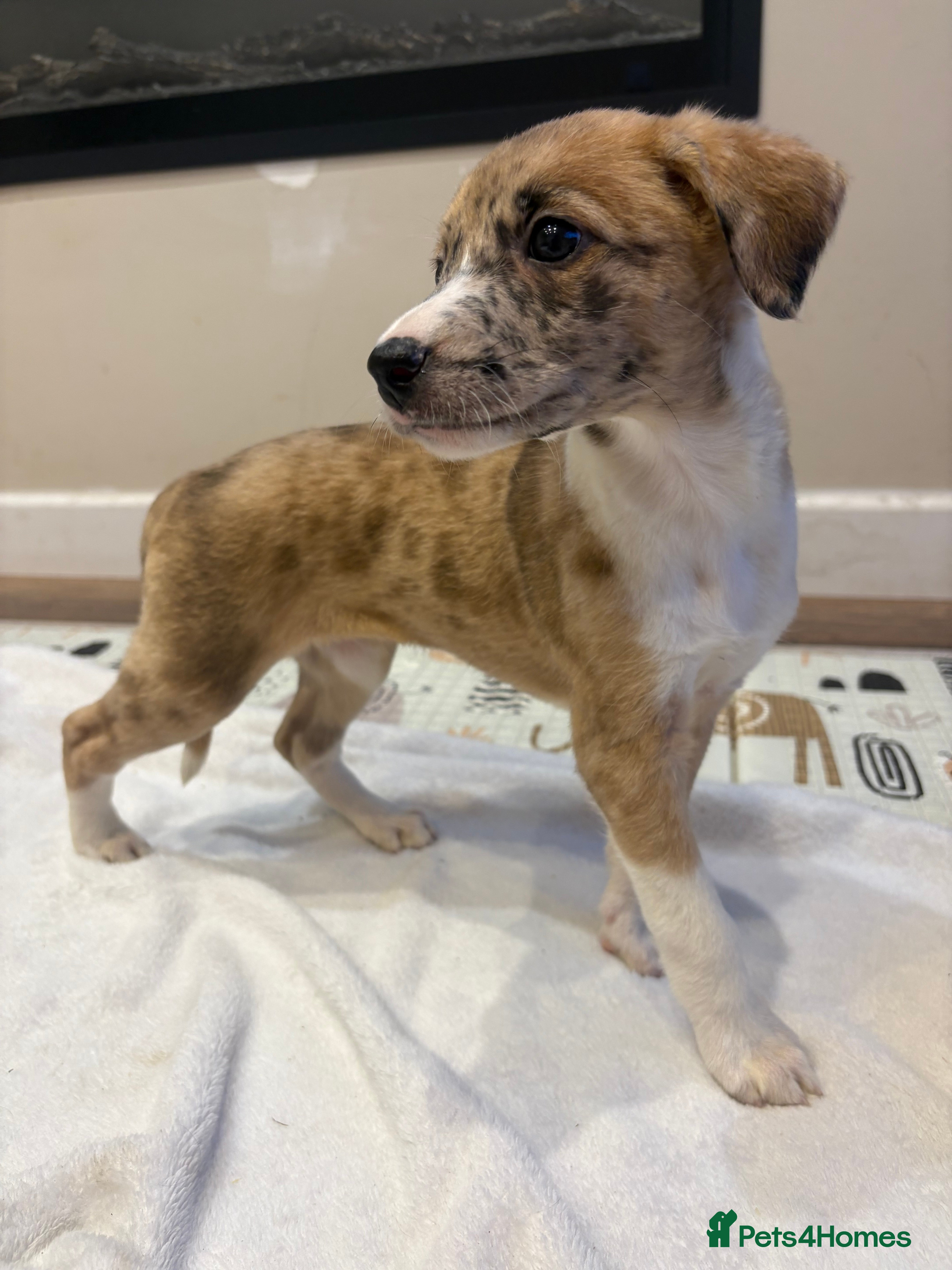 Mixed Breed dogs Whippet x lurcher pups - Advert 16
