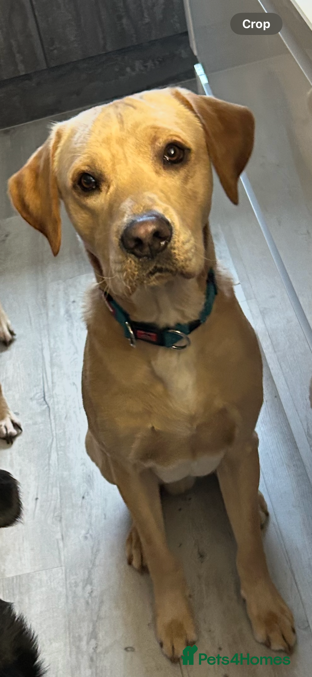 Labrador Retriever dogs for stud: Billy - 3YO Labrador Retriever Stud in Oxfordshire - Advert 2