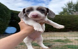 Miniature Dachshund dogs for sale: Miniature Dachshund Puppies  - Image 11
