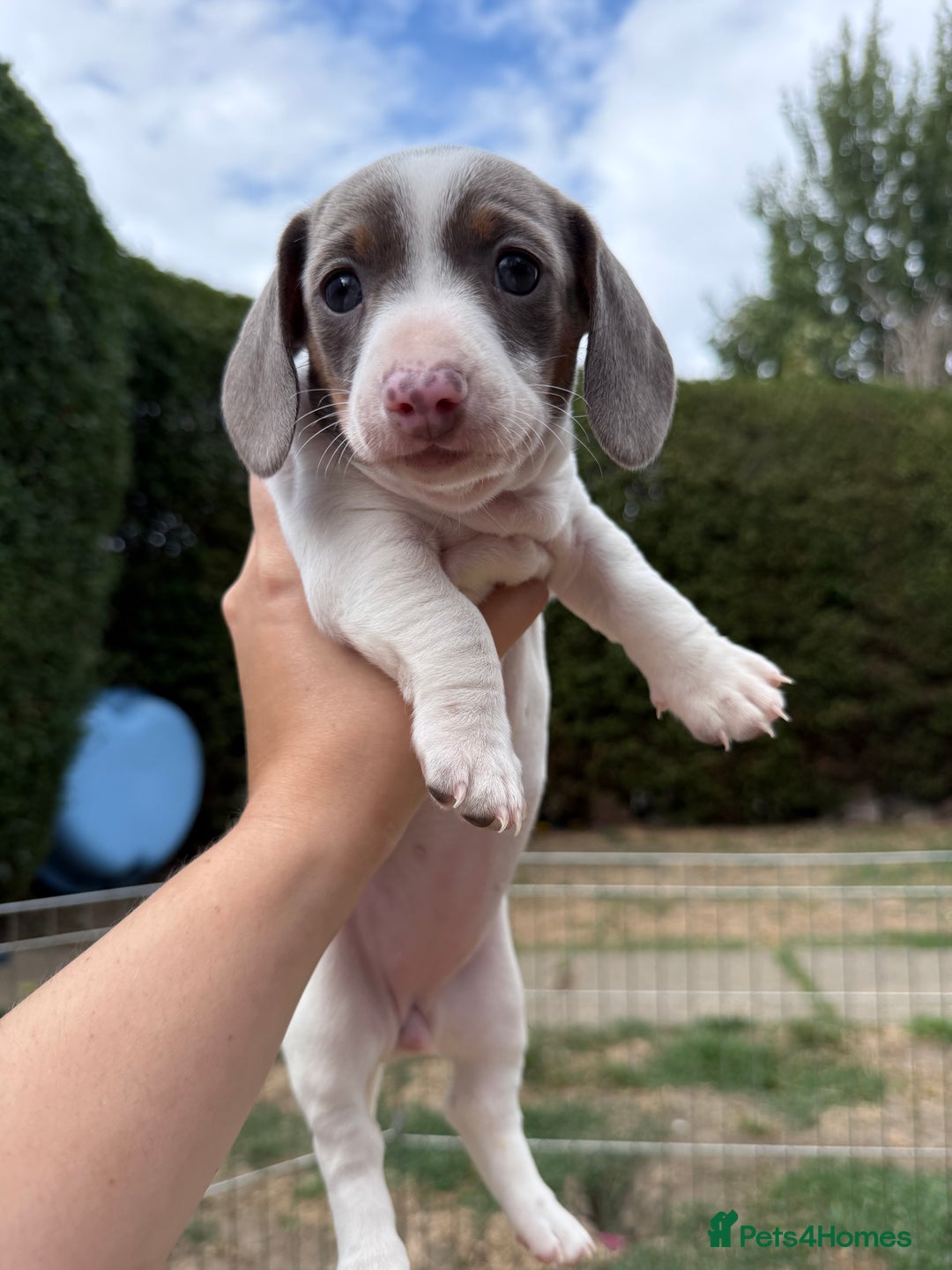 Miniature Dachshund dogs for sale: Miniature Dachshund Puppies  - Image 11