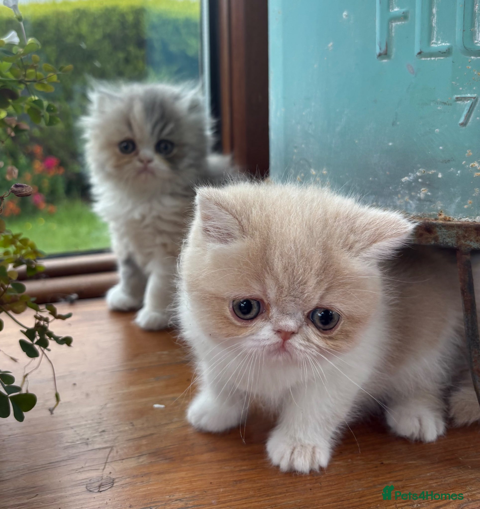 Exotic cats for sale: Exotic kittens two female  - Advert 9