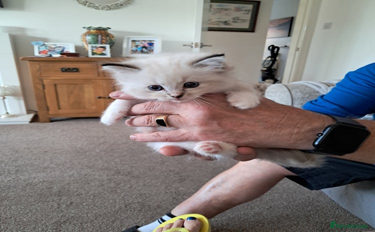 Ragdoll cats - Advert 1