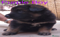 German Shepherd dogs for sale: Beautiful Chunky German Shepherd Puppies - Image 3