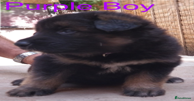 German Shepherd dogs - Advert 7