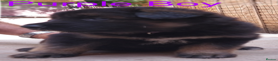 Purple Boy