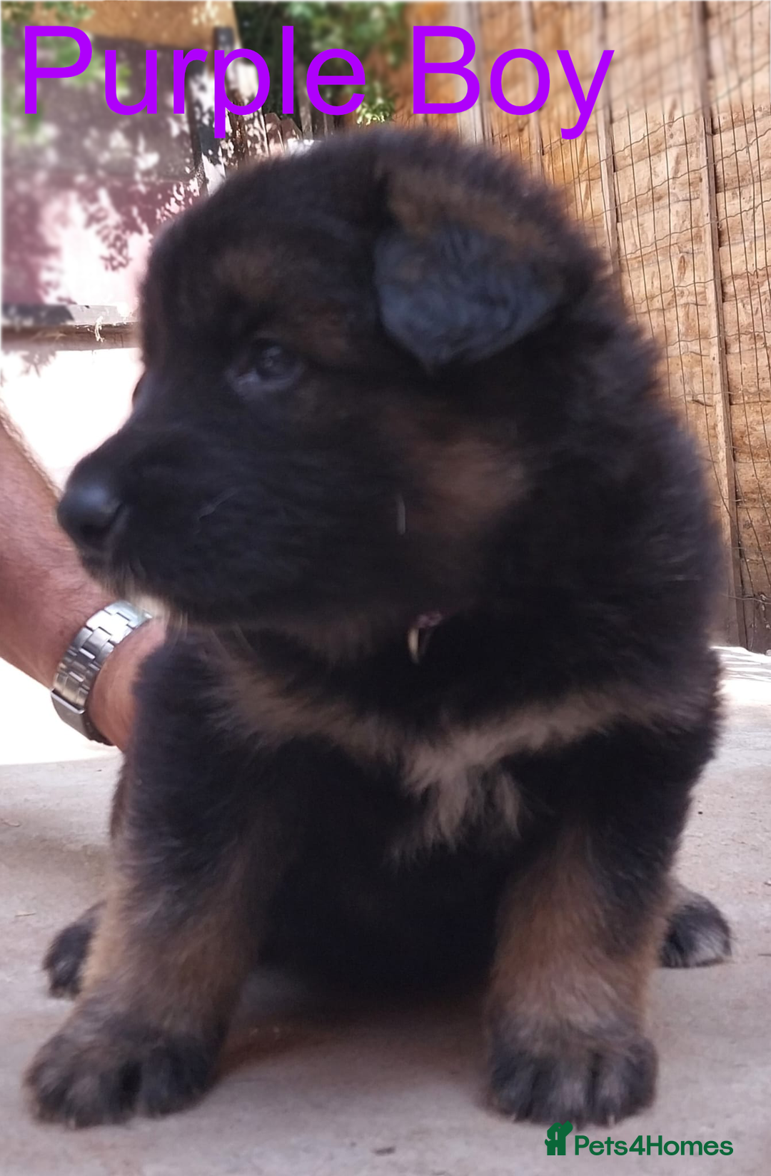 German Shepherd dogs for sale: Beautiful Chunky German Shepherd Puppies - Image 3