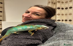 Chameleon reptiles for sale: Beautiful very tame panther chameleon  - Image 6