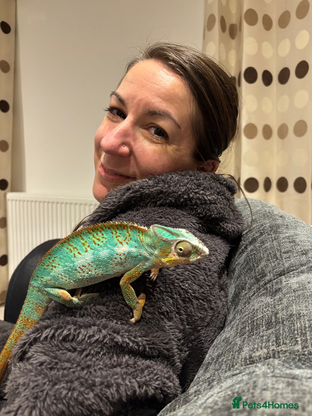 Chameleon reptiles for sale: Beautiful very tame panther chameleon  - Image 6