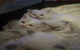 Ragdoll cats for sale: 5 Beautiful Ragdolls looking for a new home  - Image 7