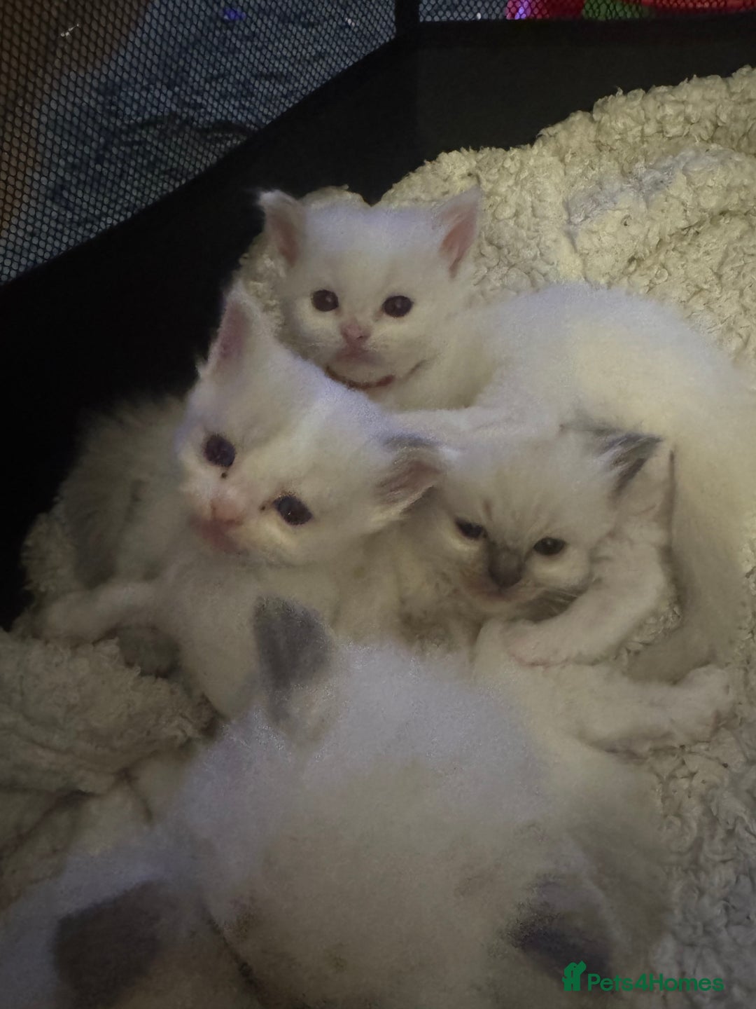 Ragdoll cats for sale: 5 Beautiful Ragdolls looking for a new home  - Image 7