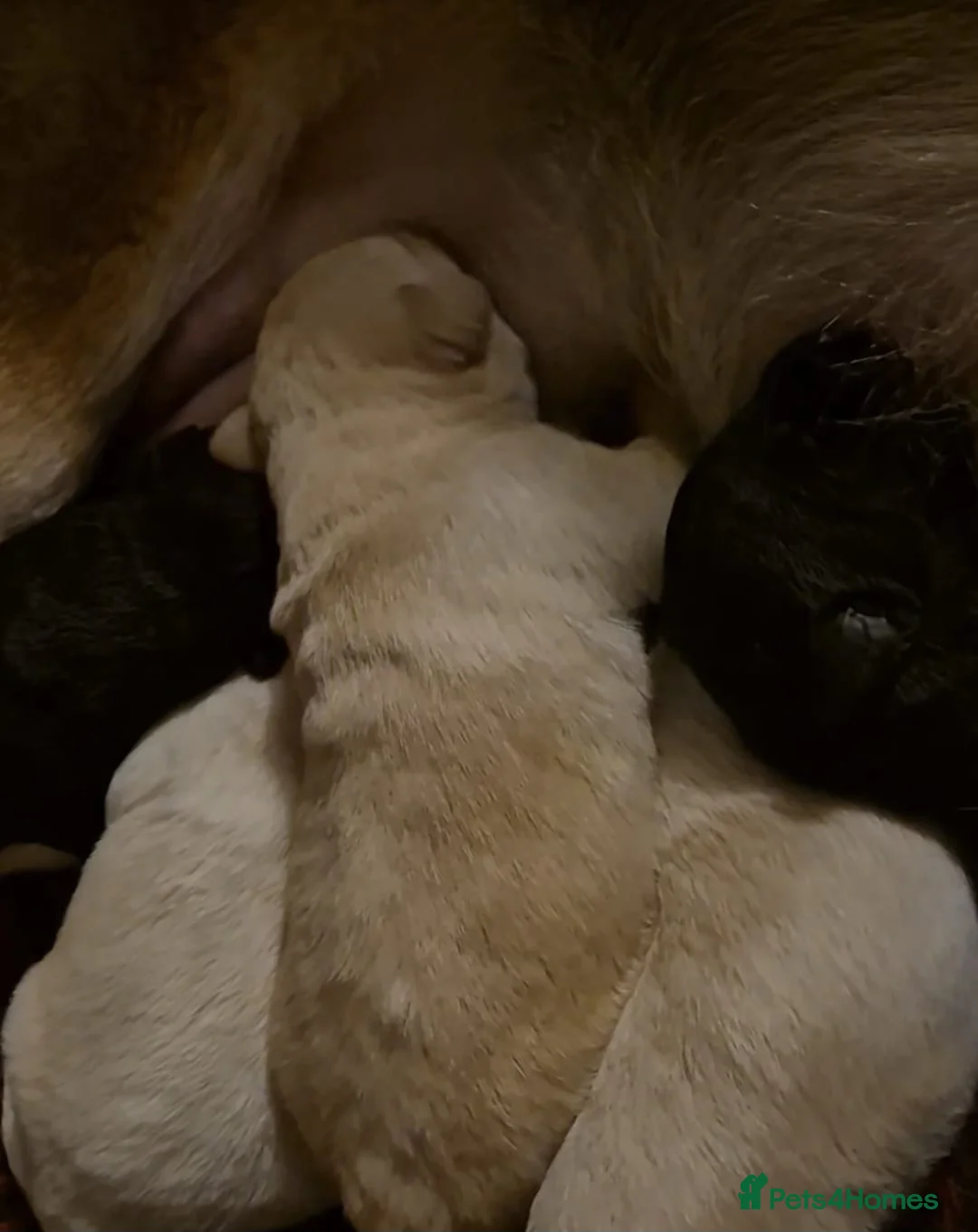 Mixed Breed dogs for sale: Gsd x labs - Advert 7