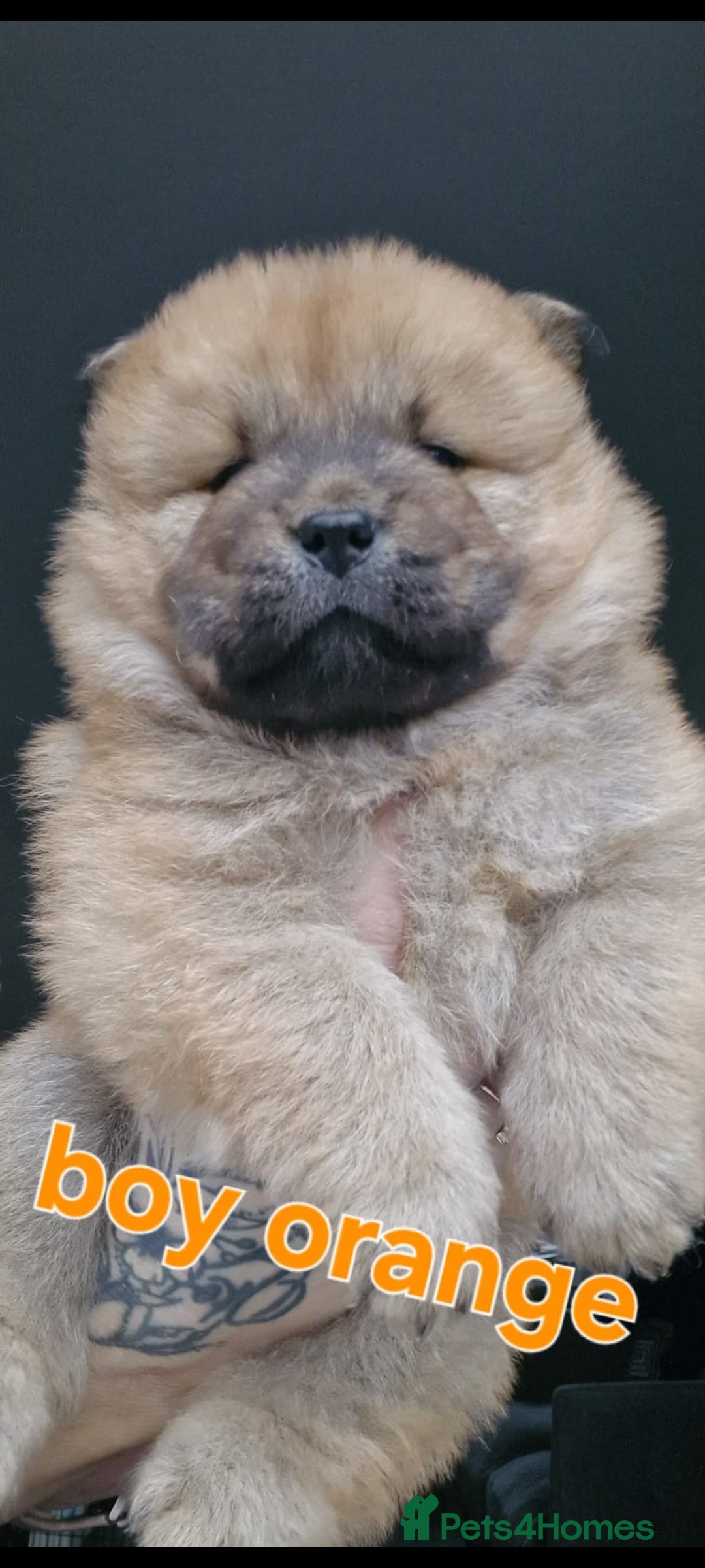 Chow Chow dogs for sale: KC REGISTERED QUALITY TEDDY BEAR CHOW CHOW 5 wk - Advert 7