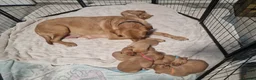 Labrador Retriever dogs for sale: Ready Now! Beautiful Red Fox Labrador Puppies - Advert 20