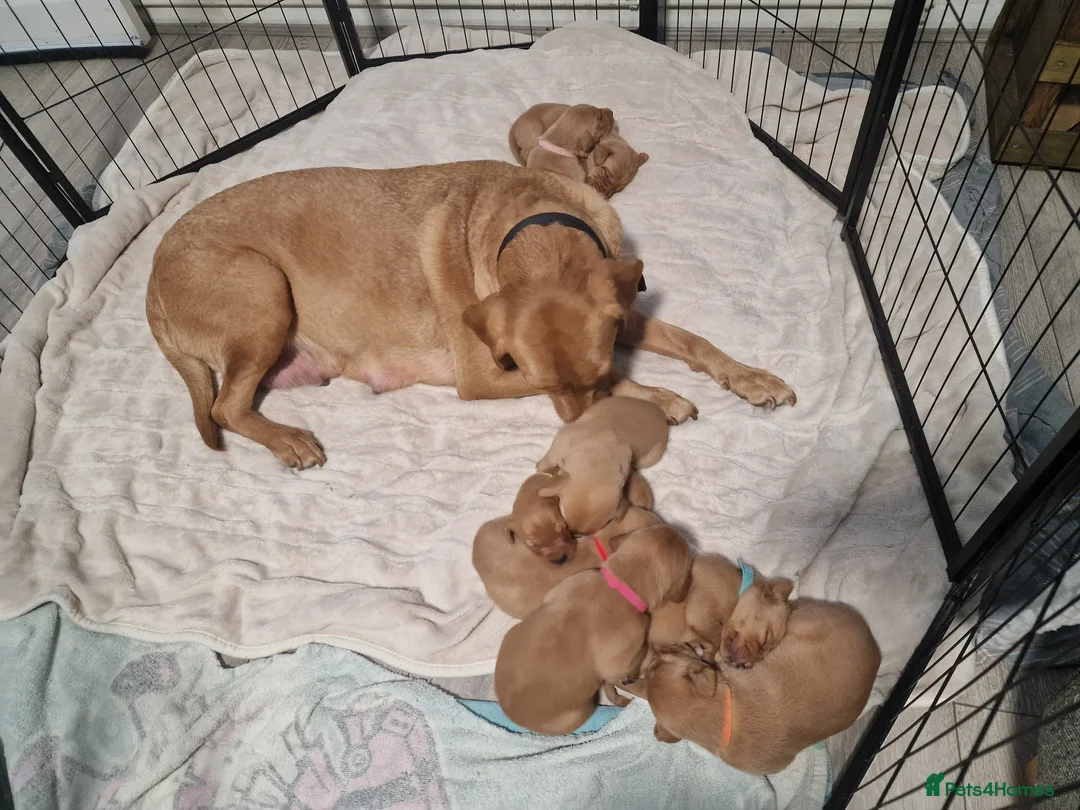Labrador Retriever dogs for sale: Ready Now! Beautiful Red Fox Labrador Puppies - Advert 20