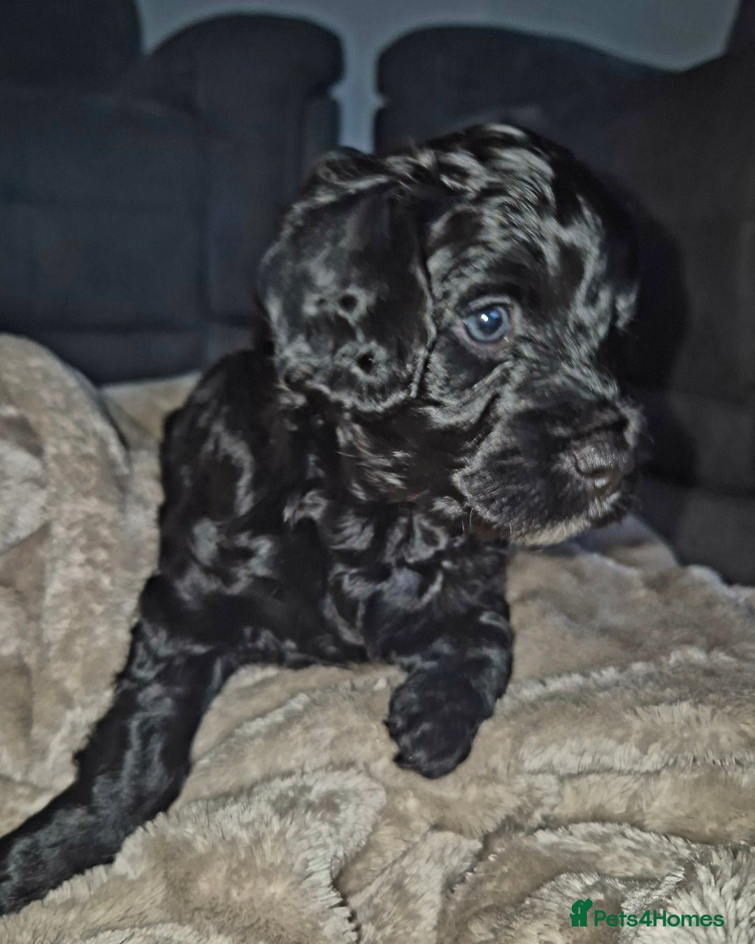 Cockapoo dogs for sale: Cockapoo girl puppy - Image 1