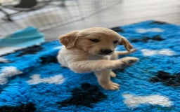 Golden Retriever dogs for sale: Rare & wonderful petite golden retrievers - Image 24