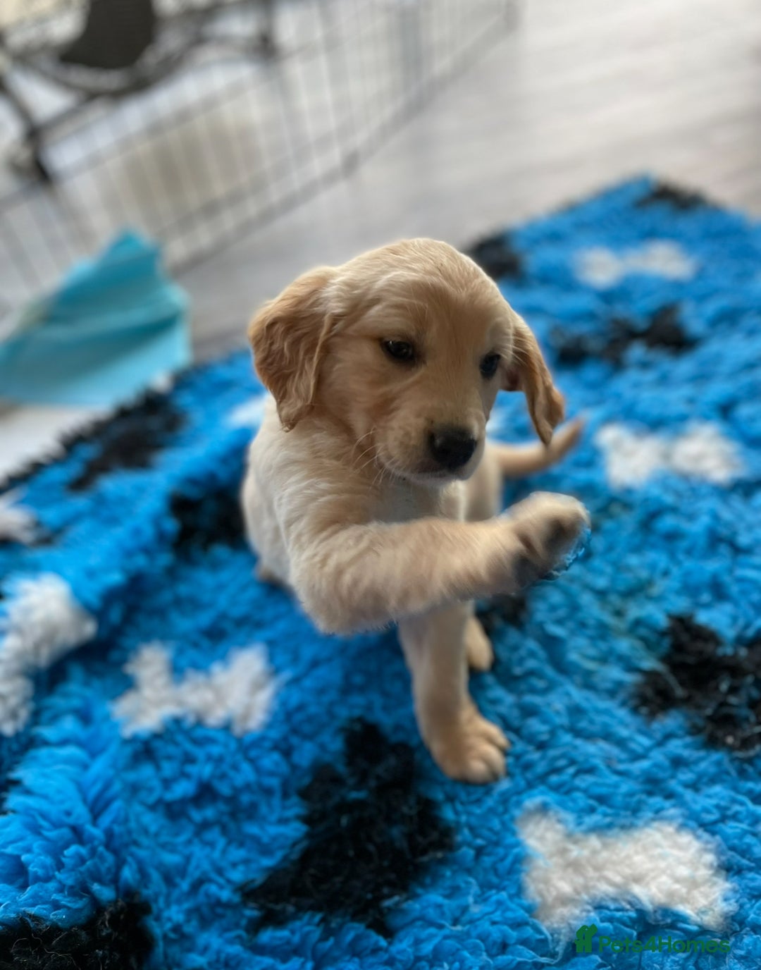 Golden Retriever dogs for sale: Rare & wonderful petite golden retrievers - Image 24