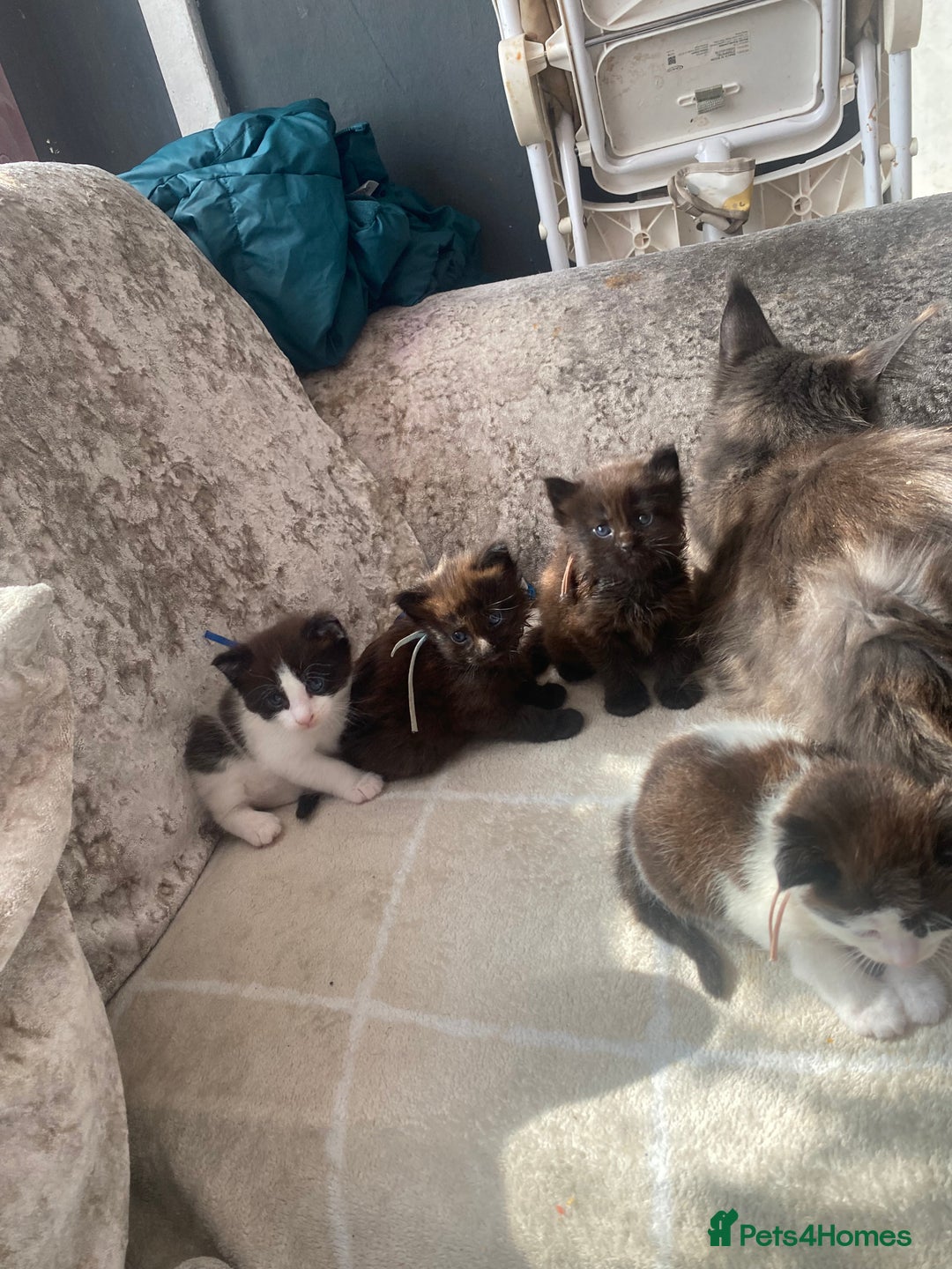 Maine Coon cats for sale: Maine coon cross kittens  - Image 2