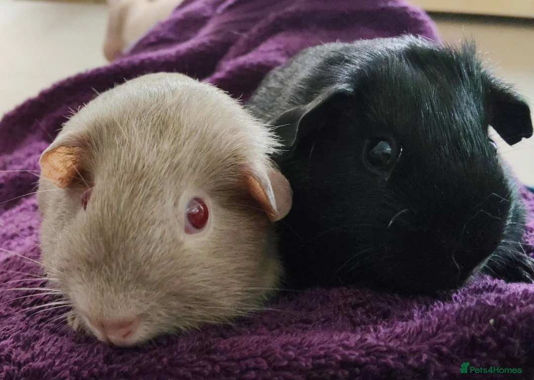 Guinea Pig rodents for sale: Pair of Guinea pigs - Advert 4