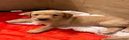Labrador Retriever dogs for sale: Beautiful Labradors puppy’s looking for a new home in London - Advert 15