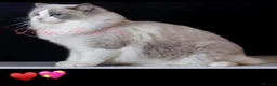Ragdoll cats for sale: 🌟TICA🌟Champion Ragdoll🏆🏆🏆 - Advert 12