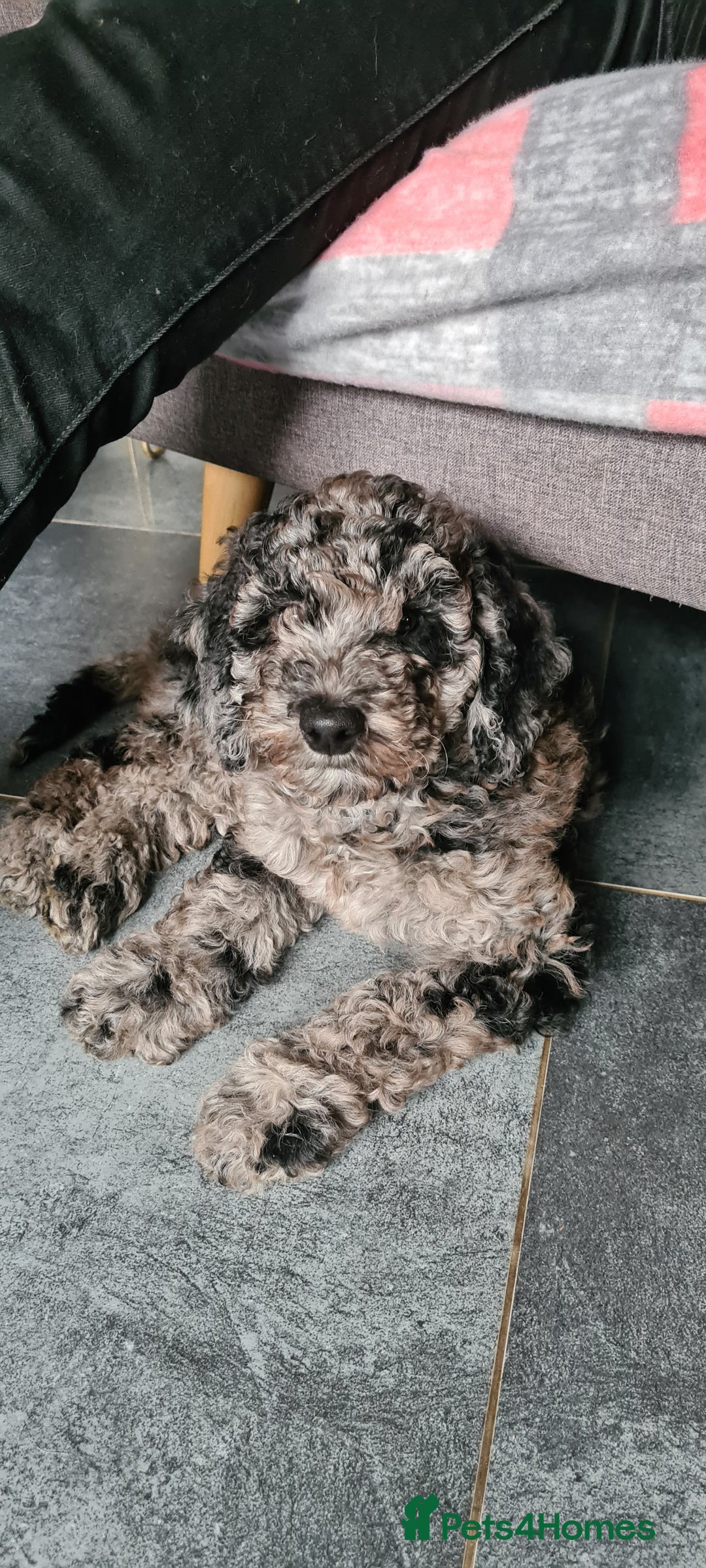 Goldendoodle dogs for sale: Stunning Merle goldendoodle male - Advert 9