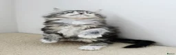 Maine Coon cats for sale: Maine coon kittens - Advert 16
