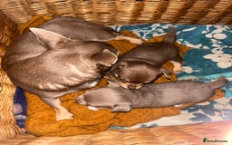Chihuahua dogs for sale: Chihuahua  - Image 8