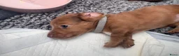 Miniature Dachshund dogs for sale: Long haired miniature dachshunds  in Liverpool - Advert 38