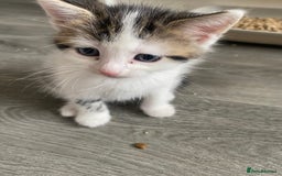 Domestic Shorthair cats for sale: Snowflake  - Image 8