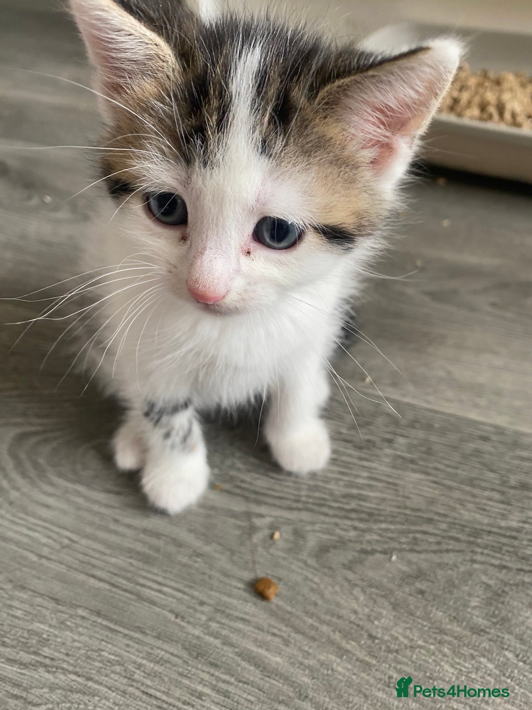 Domestic Shorthair cats for sale: Snowflake  - Image 8