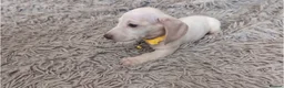 Miniature Dachshund dogs for sale: 🐾 Beautiful Miniature Dachshund Puppies 🐾 - Advert 3