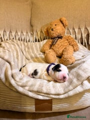 Cocker Spaniel Puppy 6