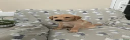 Labrador Retriever dogs for sale: HEDDON HAUGH RILEY in Newcastle upon Tyne - Advert 3