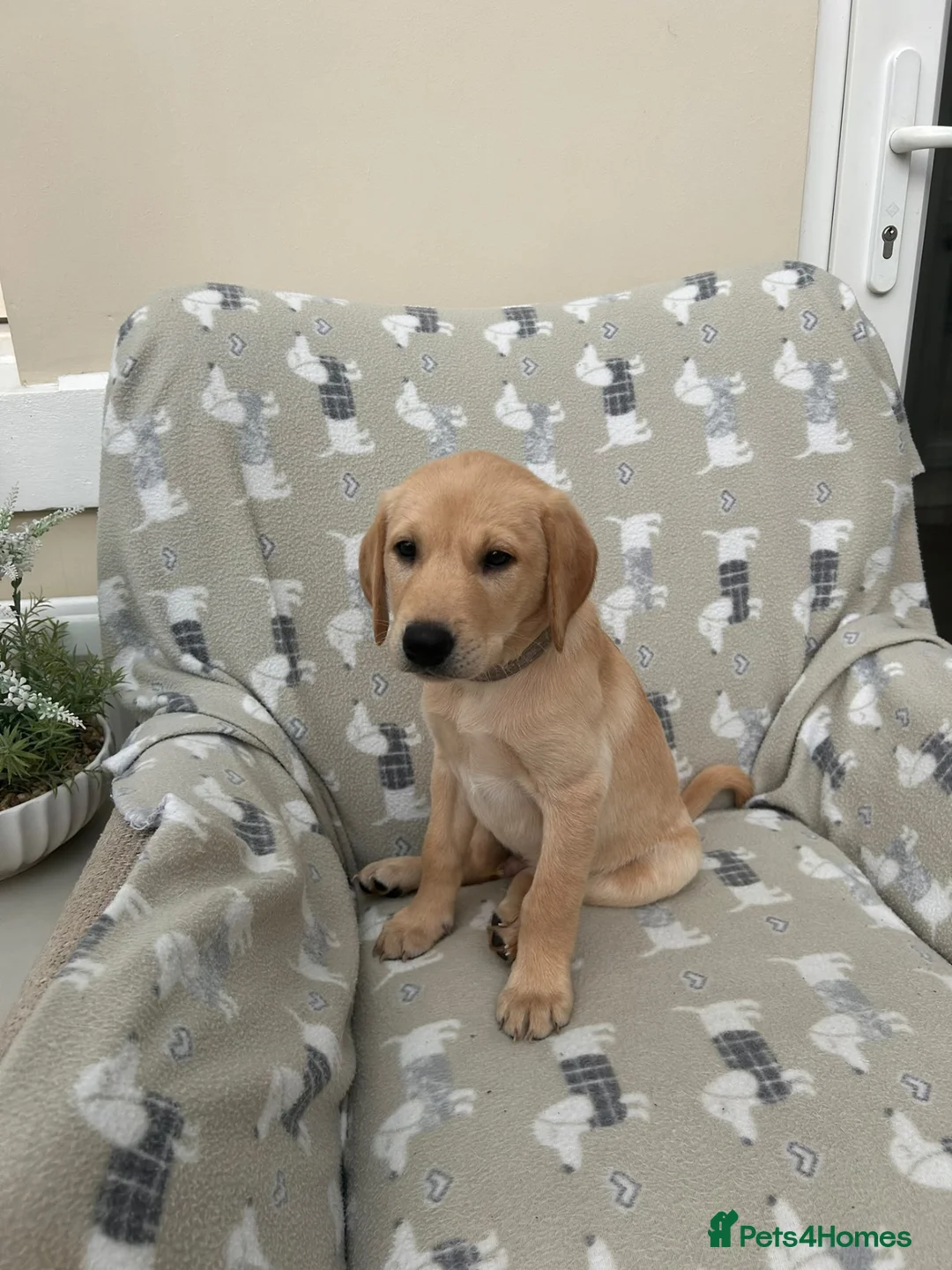 Labrador Retriever dogs for sale: HEDDON HAUGH RILEY in Newcastle upon Tyne - Advert 3