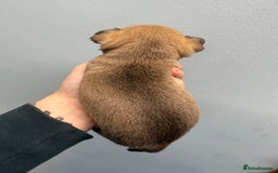 Chihuahua dogs for sale: Health tested & KC Reg Chocolate sable boy left! - Advert 7