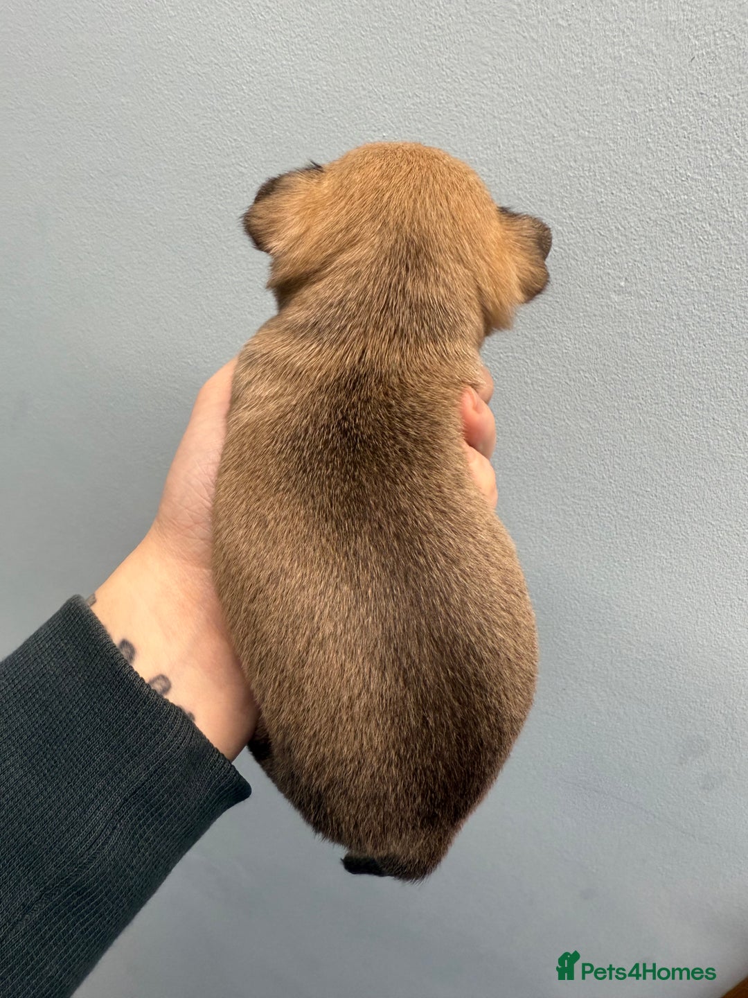 Chihuahua dogs for sale: Health tested & KC Reg Chocolate sable boy left! - Advert 7