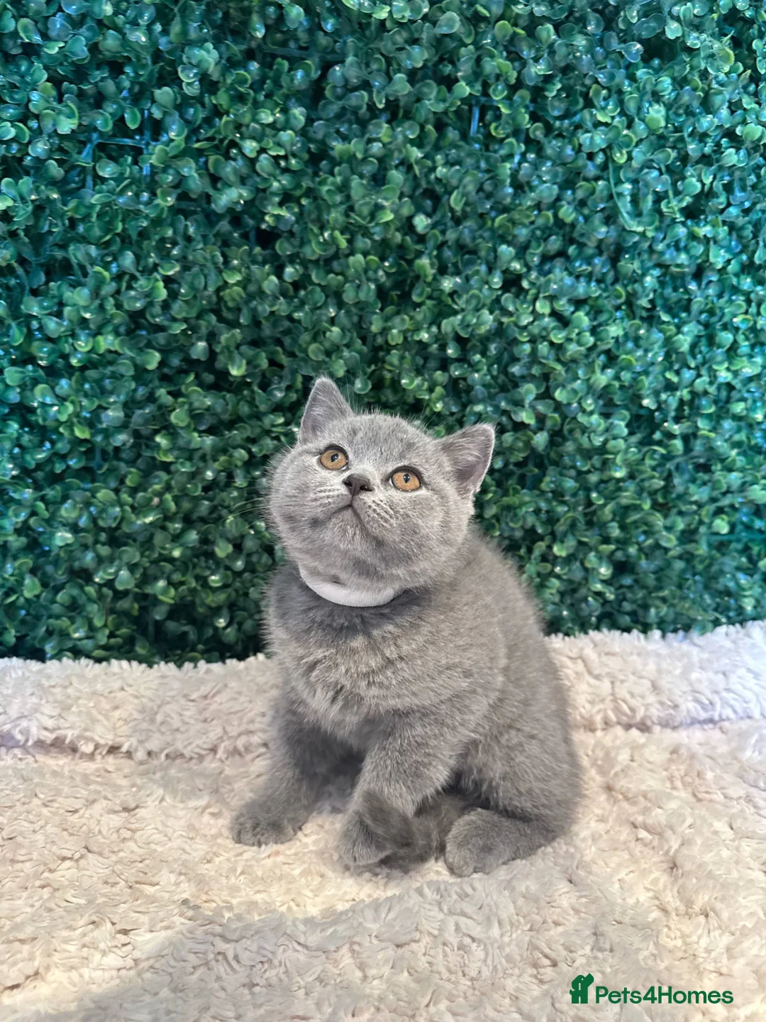 British Shorthair cats for sale: 💐British Shorthair Kittens (Blue)💐 - Advert 1