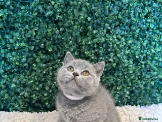 British Shorthair cats 💐British Shorthair Kittens (Blue)💐 - Advert 8